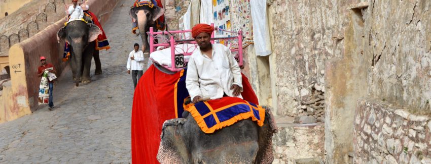 Jaipur_elefante_amber