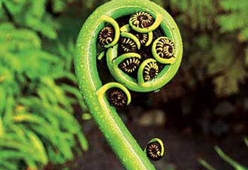 KORU -new zealand