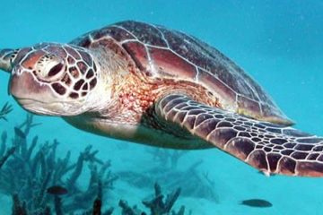 sea_turtle_green_island_AZ