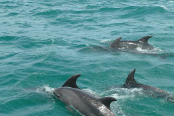 kaikoura_NZ