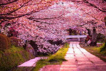 flores_japon