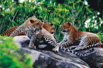 leopards-sri-lanka