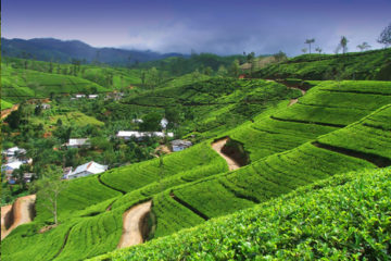 tea-estate_srilanka